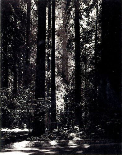 Redwoods..