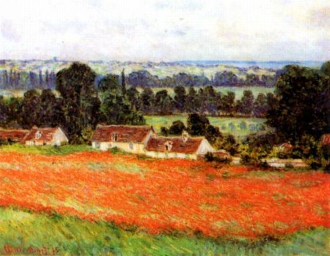 Field of poppies