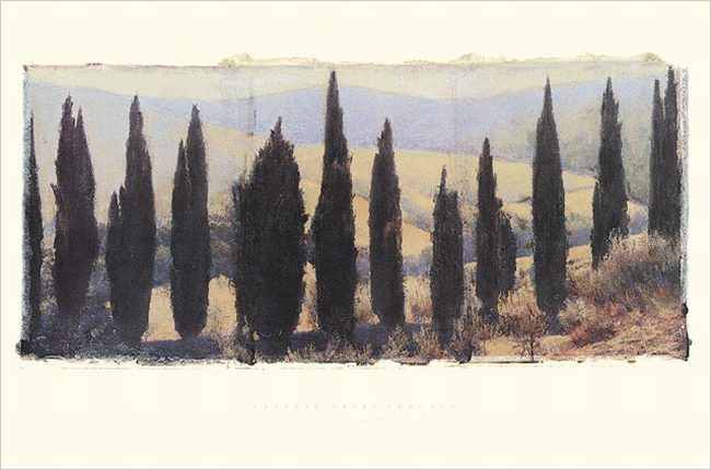 Cypress trees