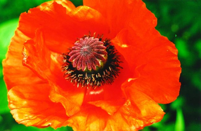 CC3-5 Grote papaver