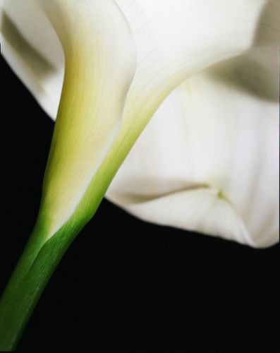 Calla