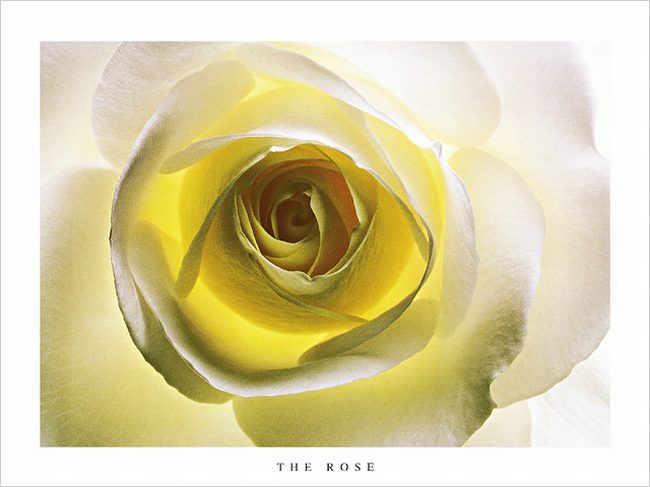 The Yellow Rose