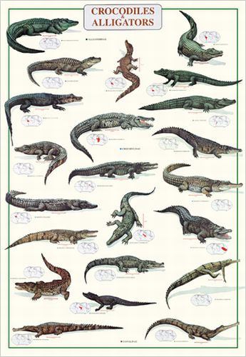 Crocodiles & Alligators