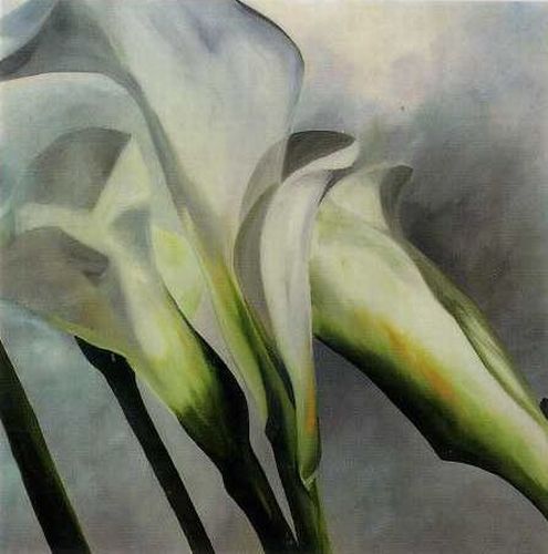 Calla Lily II