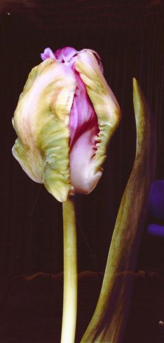 Tulp Roze blad rechts