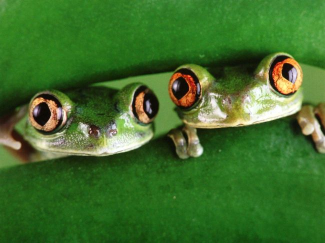 Tree frogs