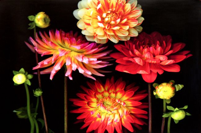 Dahlia garden