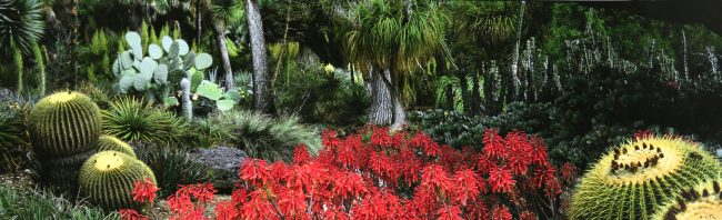 The Desert Garden