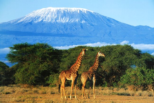 Girafes, Mont Kilimandjaro