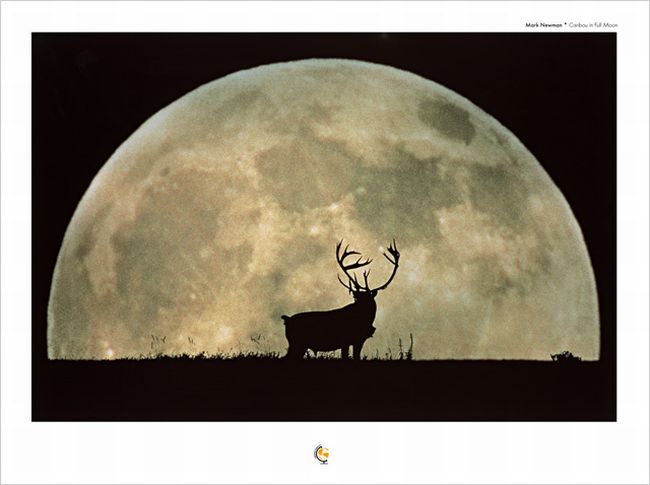 Caribou in Full Moon