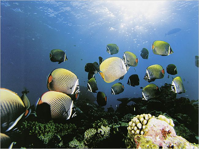 Butterfly fish