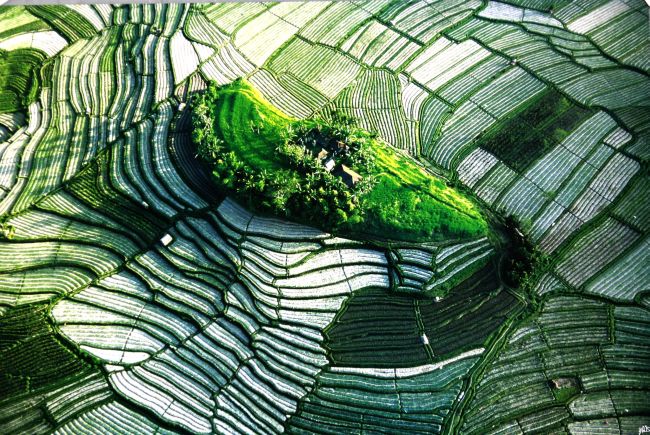 Isled in the terraced ricefields