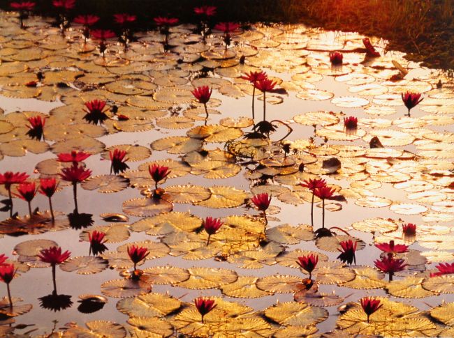 Lotus pond