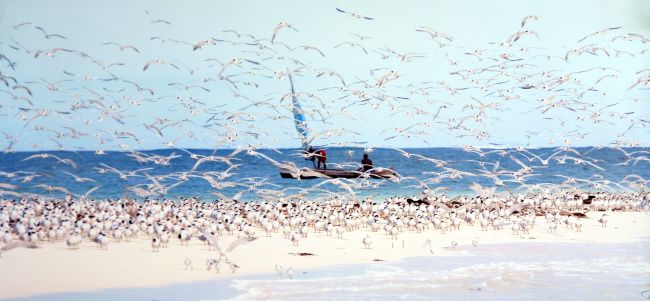 Madagascar Seabirds