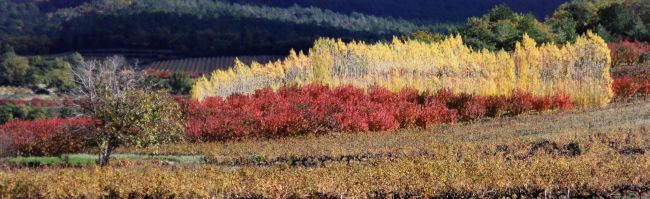 Automne en Provence