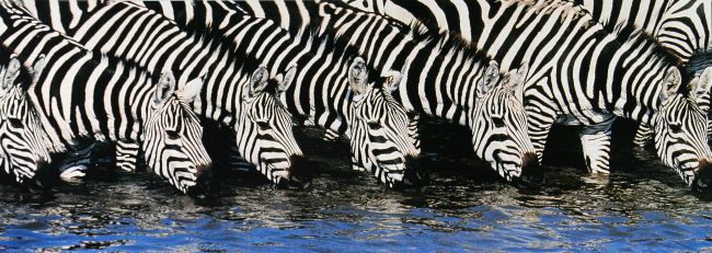 Zebra, Kenia