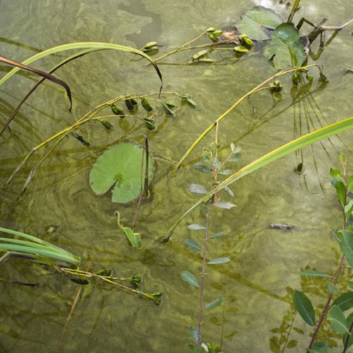 Seed pods on cloudy water